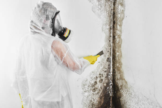 Reliable Wacousta, MI Mold Removal Solutions