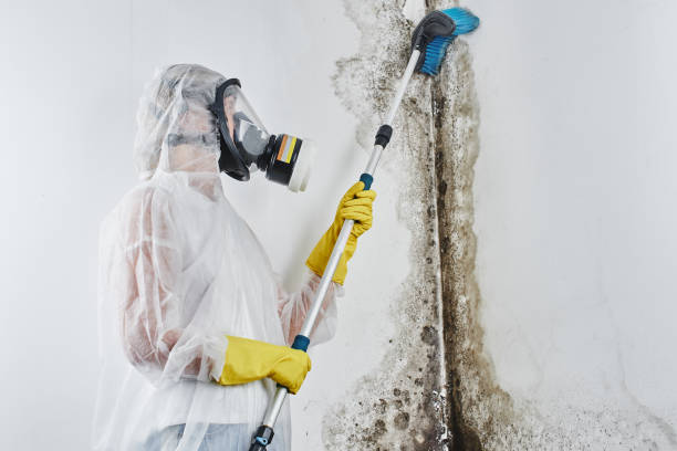 Best Toxic Mold Removal  in Wacousta, MI