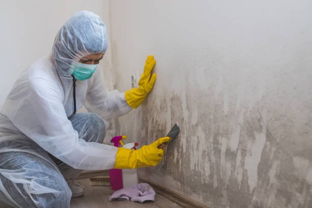 Best Mold Testing  in Wacousta, MI