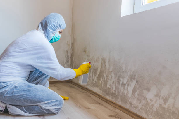 Mold Removal Process in Wacousta, MI