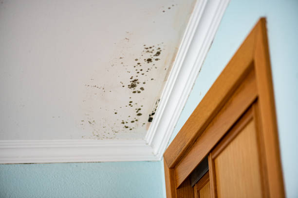Best Mold Remediation  in Wacousta, MI