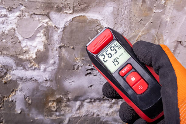 Best Mold Damage Repair  in Wacousta, MI