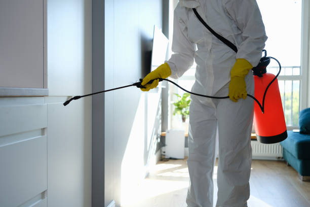 Best Home Mold Removal  in Wacousta, MI