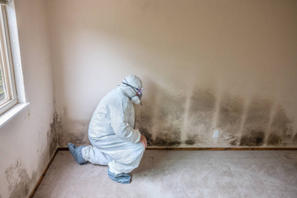 Professional Mold Removal in Wacousta, MI
