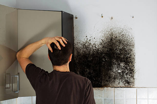 Best Best Mold Removal Companies  in Wacousta, MI