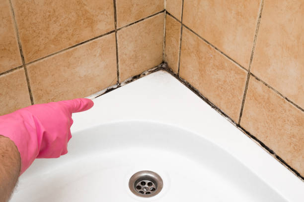 Best Mold Removal Process  in Wacousta, MI